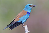 European Roller (Coracias garrulus), side view of an adult perched on a branch, Basilicata, Italy
