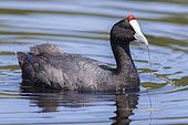Red-knobbed Coot (Fulica cristata), side view of an adult swimming in the water, Fès-Meknès, Morocco