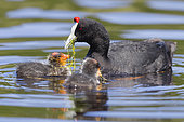 Red-knobbed Coot (Fulica cristata), adult feeding its chicks, Fès-Meknès, Morocco