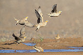 Spotted Sandgrouse (Pterocles senegallus), smal flock at take-off from a drinking pool, Draâ-Tafilalet, Morocco