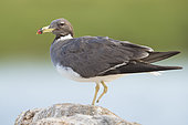 Sooty Gull (Ichthyaetus hemprichii), adult with missing foot in winter plumage standing on a rock, Dhofar, Oman