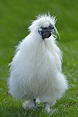 Silkie or Silky Fowl, domestic chicken (Gallus gallus domesticus), North Rhine-Westphalia, Germany, Europe