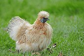 Silky Fowl (Gallus gallus domesticus), domestic chicken, North Rhine-Westphalia, Germany, Europe