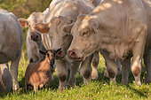 Chèvre naine de race motte (sans corne) au milieu d'un troupeau de vaches de race charolaise. Orpheline, le petite chèvre a été recueillie et adoptée par les vaches. Auvergne, France