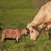 Chèvre naine de race motte (sans corne) orpheline recueillie et adoptée par des vaches de race charolaise. Auvergne, France