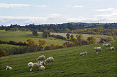 Herd of sheep against the light on a beautiful autumn afternoon in the bocage bourbonnais in Auvergne, France