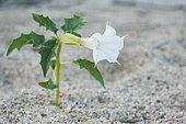 Wild Jimsonweed (Datura stramanium) on the banks of the river Allier at the end of summer, Auvergne, France