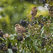 Couple of House Sparrows (Passer domesticus) on ivy in winter, Auvergne, France