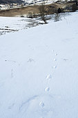Footprints of wolf legs in the snow in winter, Massif du Vercors, Drôme, France