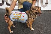 Crossed dog held by an ecologist and vegan activist during an event for animal rights, France