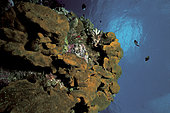 Dactylospongia metachromia, Rangiroa, French Polynesia
