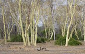 Fever tree (Vachellia xanthophloea) Gorongosa National Park, Mozambique.