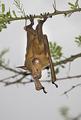 Striped leaf-nosed bat (Hipposideros vittatus) Gorongosa National Park, Mozambique.