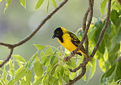 Southern Masked Weaver (Ploceus velatus) male on a branch, Gorongosa National Park, Mozambique.