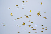 Southern Masked Weaver (Ploceus velatus) flock in flight, Gorongosa National Park, Mozambique.