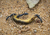 African stink ant (Pachycondyla tarsata) with Millipede prey, Gorongosa National Park, Mozambique