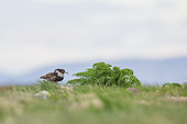Ruff (Calidris pugnax) male on ground, Varanger Peninsula, Norway