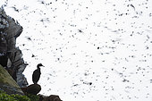 European Shag (Phalacrocorax aristotelis) on shore, Varanger Peninsula, Norway