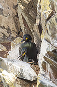 Mating of European Cormorants (Phalacrocorax aristotelis) on Hornøya Island, Varanger Peninsula, Norway