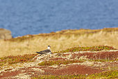 Arctic Skua (Stercorarius parasiticus) on the ground, Ekkerøy, Varanger, Norway