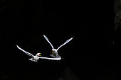 Kittiwake (Rissa tridactyla) in flight, Varanger Peninsula, Norway