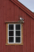 Kittiwake (Rissa tridactyla) nesting against the facade of a wooden house on the island of Vardø, Varanger, Norway