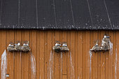 Kittiwake (Rissa tridactyla) nesting against the facade of a wooden house on the island of Vardø, Varanger, Norway