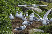 Kittiwakes (Rissa tridactyla) recovering plants and mud to build their nests on the island of Reinøya, Varanger Peninsula, Norway