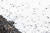 Swarm of pelagic birds including Common Guillemots (Uria aalge), Reinøya Island, Varanger, Norway