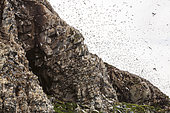 Swarm of pelagic birds including Common Guillemots (Uria aalge), Reinøya Island, Varanger, Norway