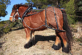Ardennes horse with his harness