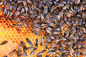 Abeilles à miel (Apis mellifera) sur des cellules de pollen