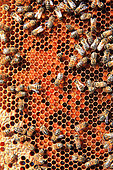 Honey bees (Apis mellifera) on pollen cells