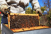 Apicultrice inspectant des ruches pendant la production de miel