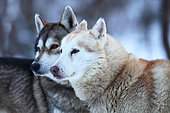 Portrait of two huskys in winter