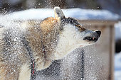 Siberian husky shaking after being rolled in the snow