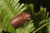 Beetle (Scarabaeidae), Andasibe, Périnet, Région Alaotra-Mangoro, Madagascar