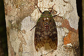 Cicada (Cicadidae) on a tree trunk, Andasibe, Périnet, Région Alaotra-Mangoro, Madagascar