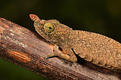 Blade chameleon (Calumma gallus) female on a branch, Andasibe, Périnet, Région Alaotra-Mangoro, Madagascar