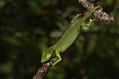 Perinet chameleon (Calumma gastrotaenia) female on a branch, Andasibe, Périnet, Région Alaotra-Mangoro, Madagascar