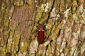 Long-horned beetle (Closterus extensiramis), Andasibe, Périnet, Région Alaotra-Mangoro, Madagascar