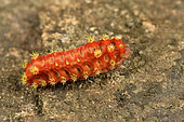 Limacodidae caterpillar, Andasibe, Périnet, Région Alaotra-Mangoro, Madagascar