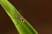Dewdrop spider (Argyrodes sp), Andasibe, Périnet, Région Alaotra-Mangoro, Madagascar