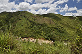Deforestation due to slash and burn cultivation (Tavy), Andasibe, Périnet, Région Alaotra-Mangoro, Madagascar