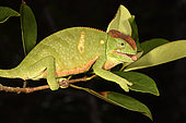 Two-horned chameleon (Furcifer bifidus) female, Andasibe, Périnet, Région Alaotra-Mangoro, Madagascar