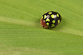 Ladybug (Coccinellidae), Andasibe, Périnet, Région Alaotra-Mangoro, Madagascar