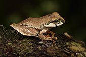 Madagascar Bright-eyed Frog (Boophis madagascariensis complex), Andasibe, Périnet, Région Alaotra-Mangoro, Madagascar