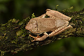 Madagascar Bright-eyed Frog (Boophis madagascariensis complex), Andasibe, Périnet, Région Alaotra-Mangoro, Madagascar