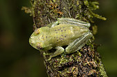 Spotted tree frog (Boophis albipunctatus complex), Andasibe, Périnet, Région Alaotra-Mangoro, Madagascar