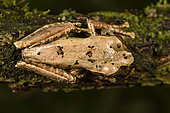 Malagasy tree frog (Boophis rufioculis), Andasibe, Périnet, Région Alaotra-Mangoro, Madagascar
